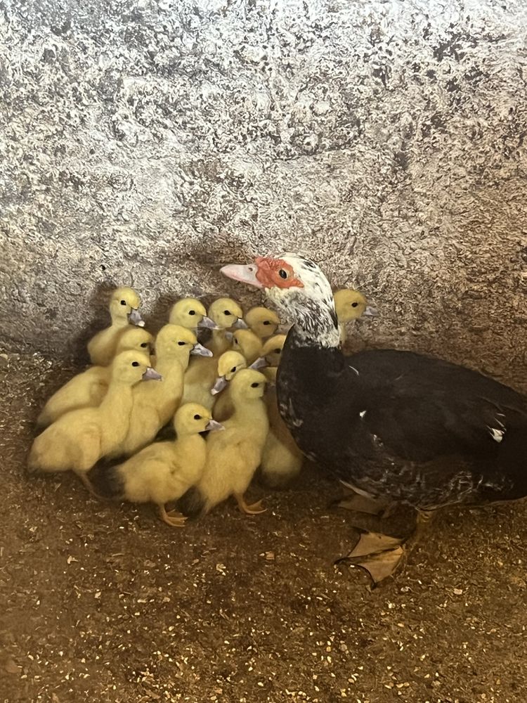 Patos mudos com 3 semanas