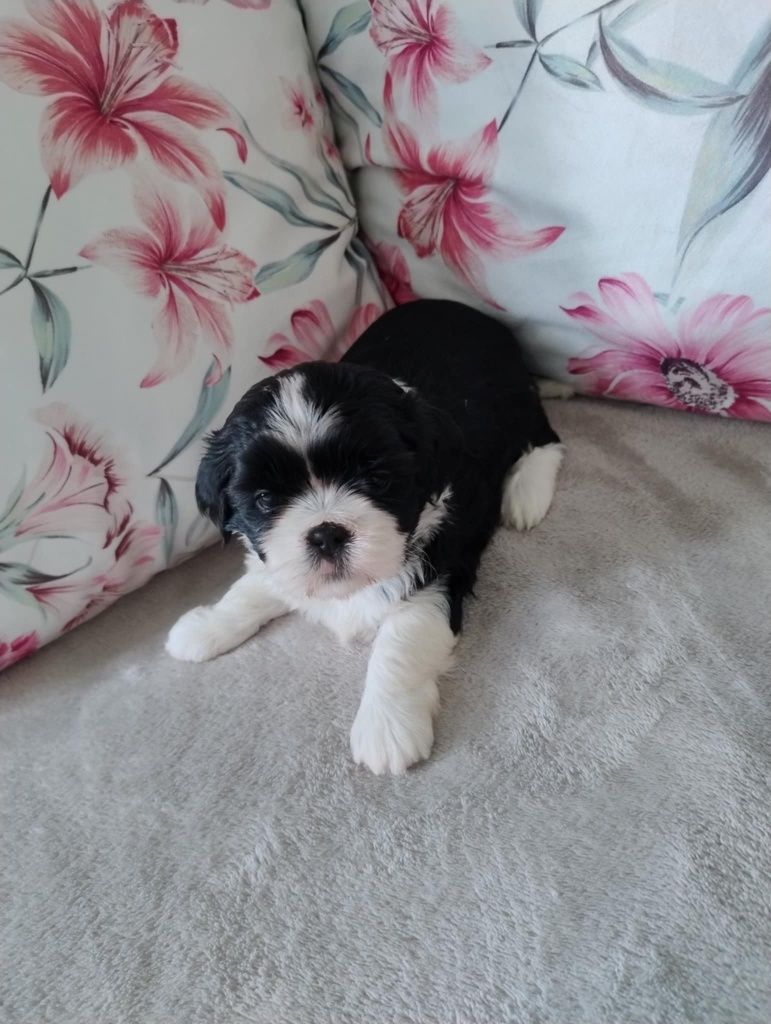 Śliczny szczeniak shih tzu