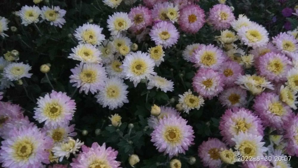 хризантемы 3 сорта, будра вариегат, папоротник, манжетка