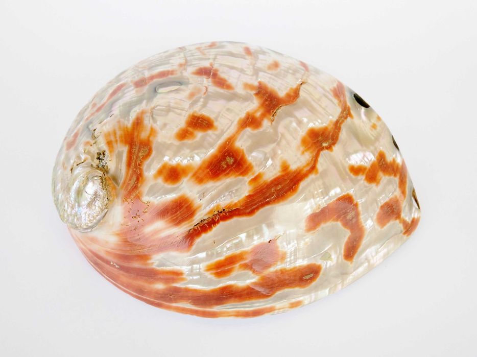 Concha natural Abalone Paua vintage