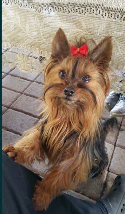 York, Yorkshire terrier szczenięta