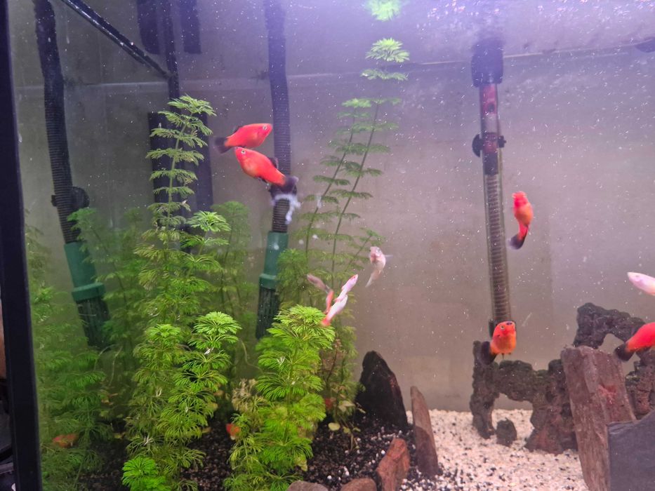 Platys vermelhas troca guppys