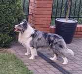 Border Collie blue merle pies