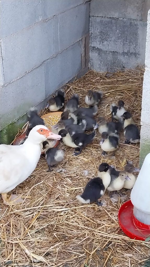 Patinhos mudos com 2 meses