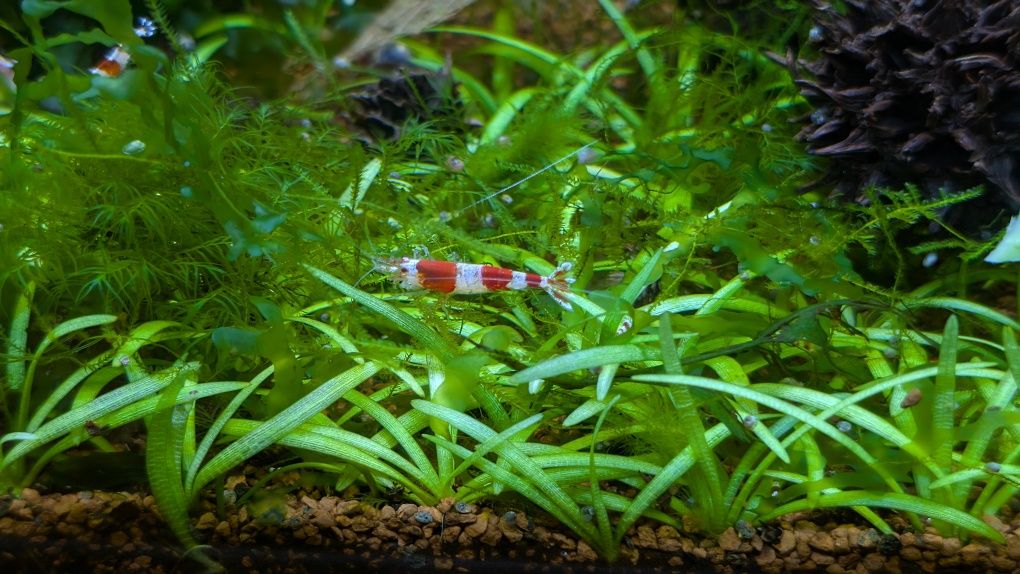 Camarões ornamentais Caridina Cantonensis Crystal Red Shrimp