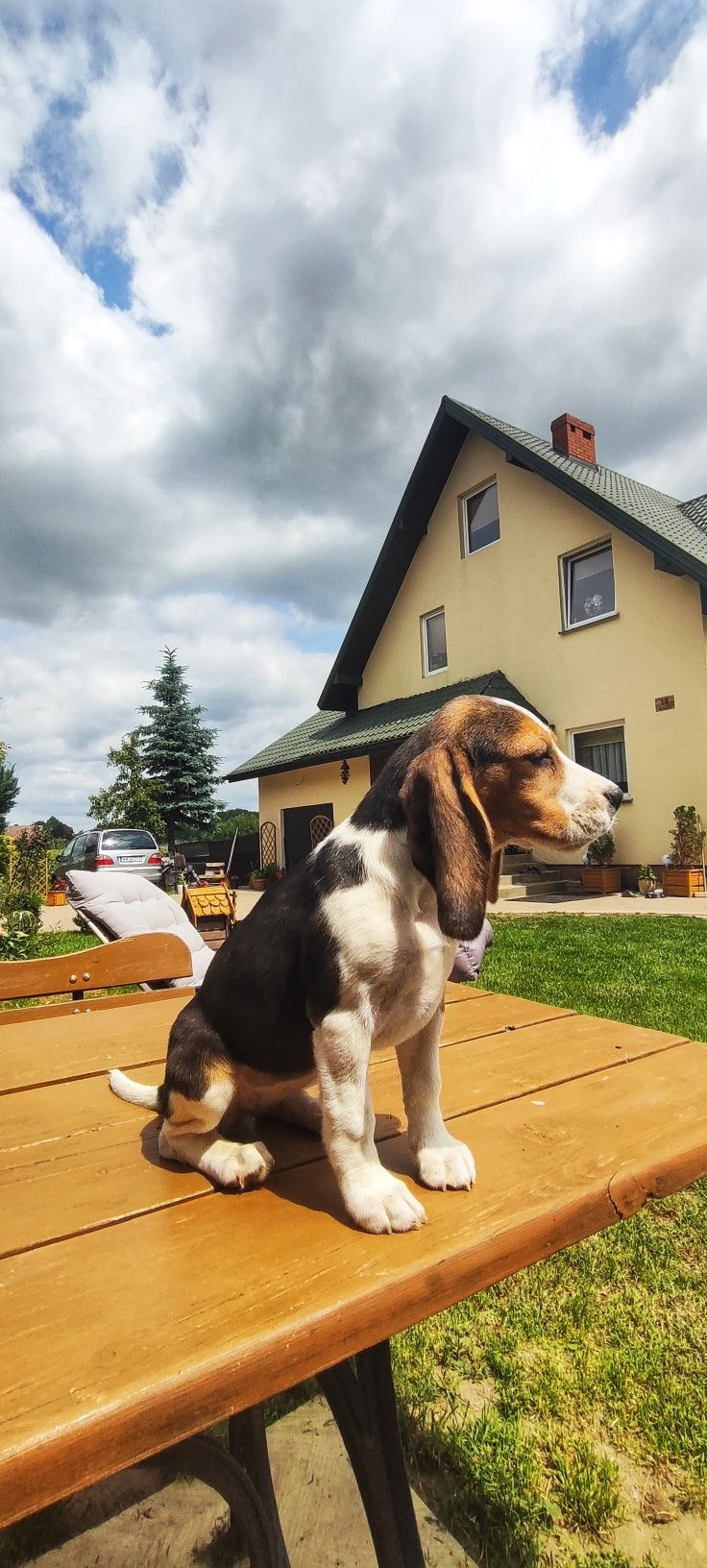 Piękna Suczka Beagle  • GOTOWE DO ODBIORU •