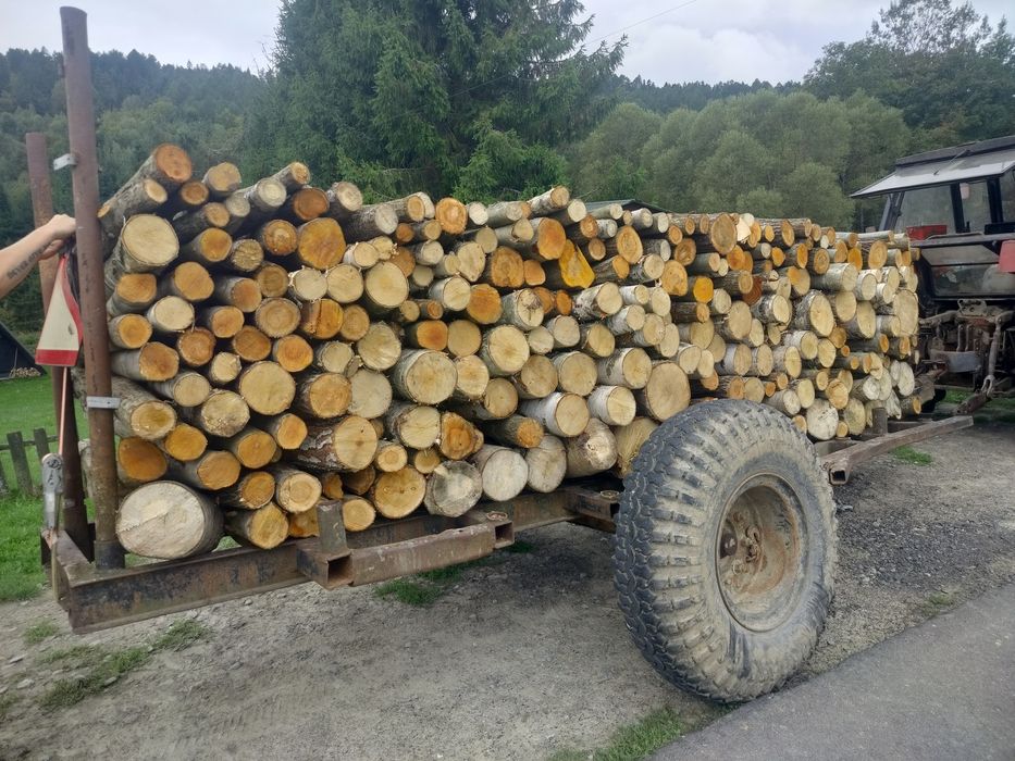 Drzewo drewno brzoza grab wierzba sosna