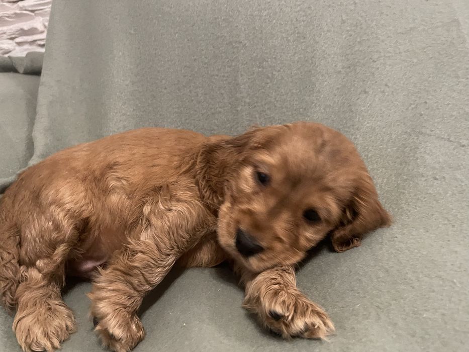 Cocker spaniel szczeniaki
