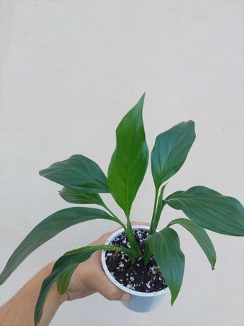 Planta Spathiphyllum vivaldi- Lírio da Paz
