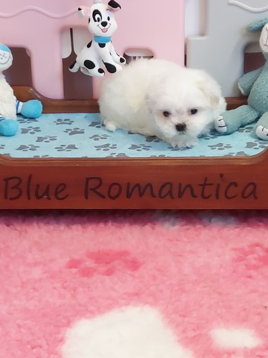 Shih tzu piękny biały piesek