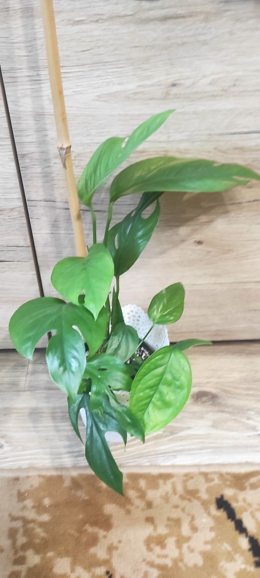 Epipremnum pinatum marble regres