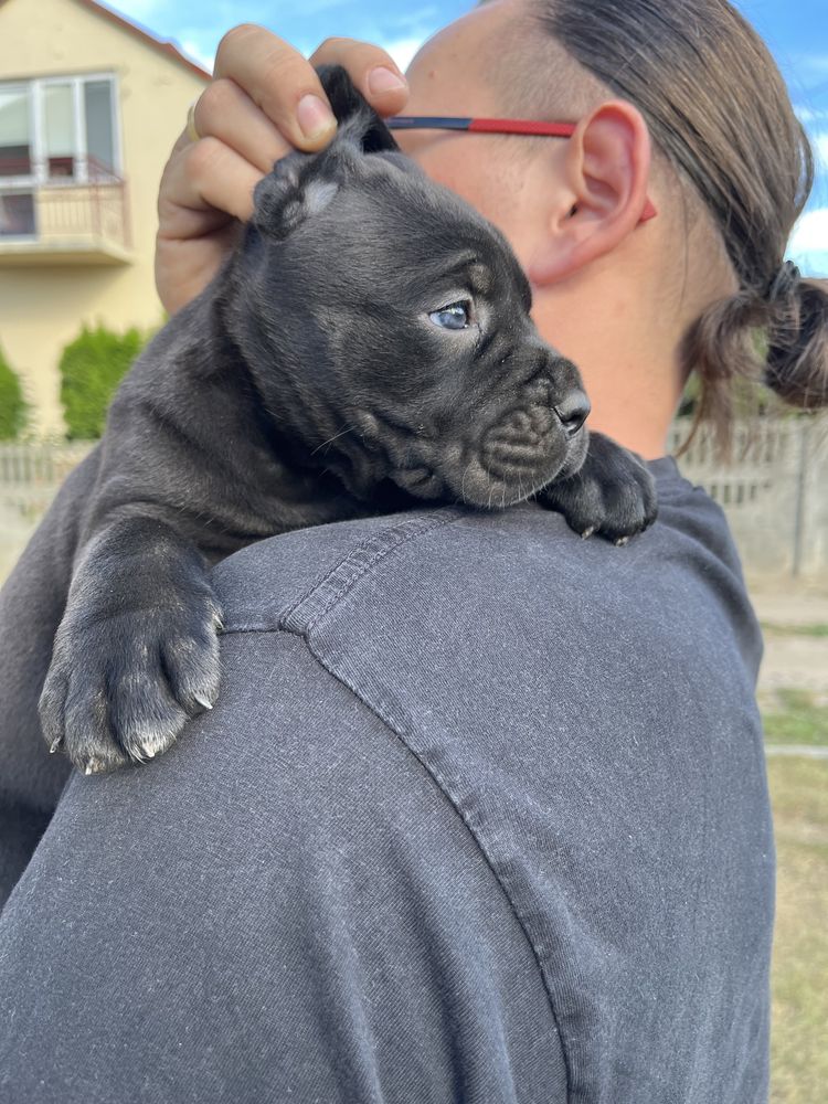 Cane Corso Italiano