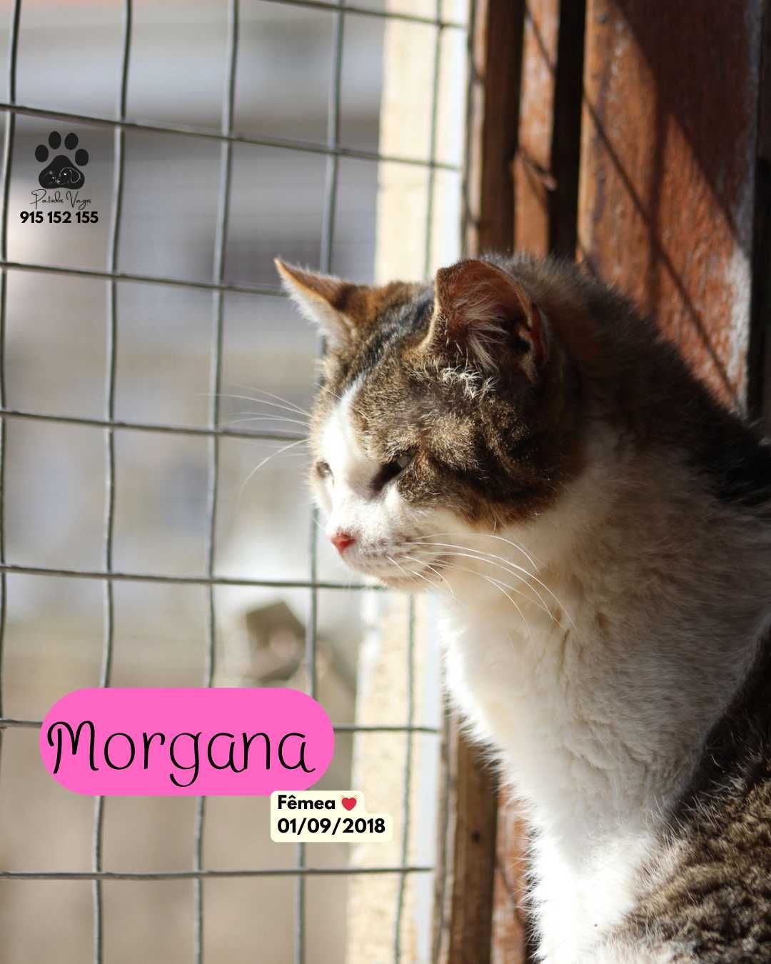 Gata para adoção (Morgana)