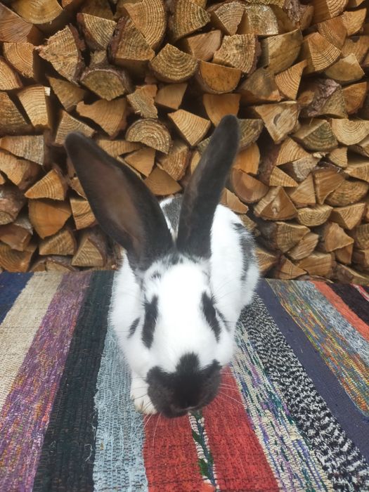 Кролі на плем'я Строкачі. Кролики, молодняк,кітні самки, робочі самці