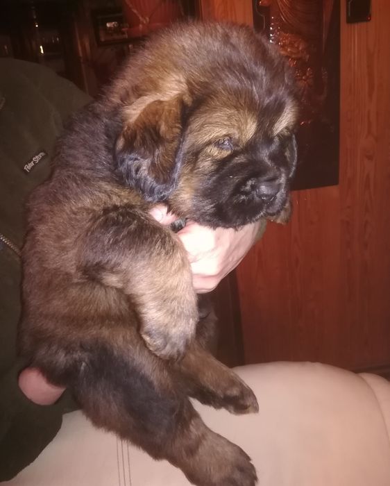 Mastif Tybetański suczka