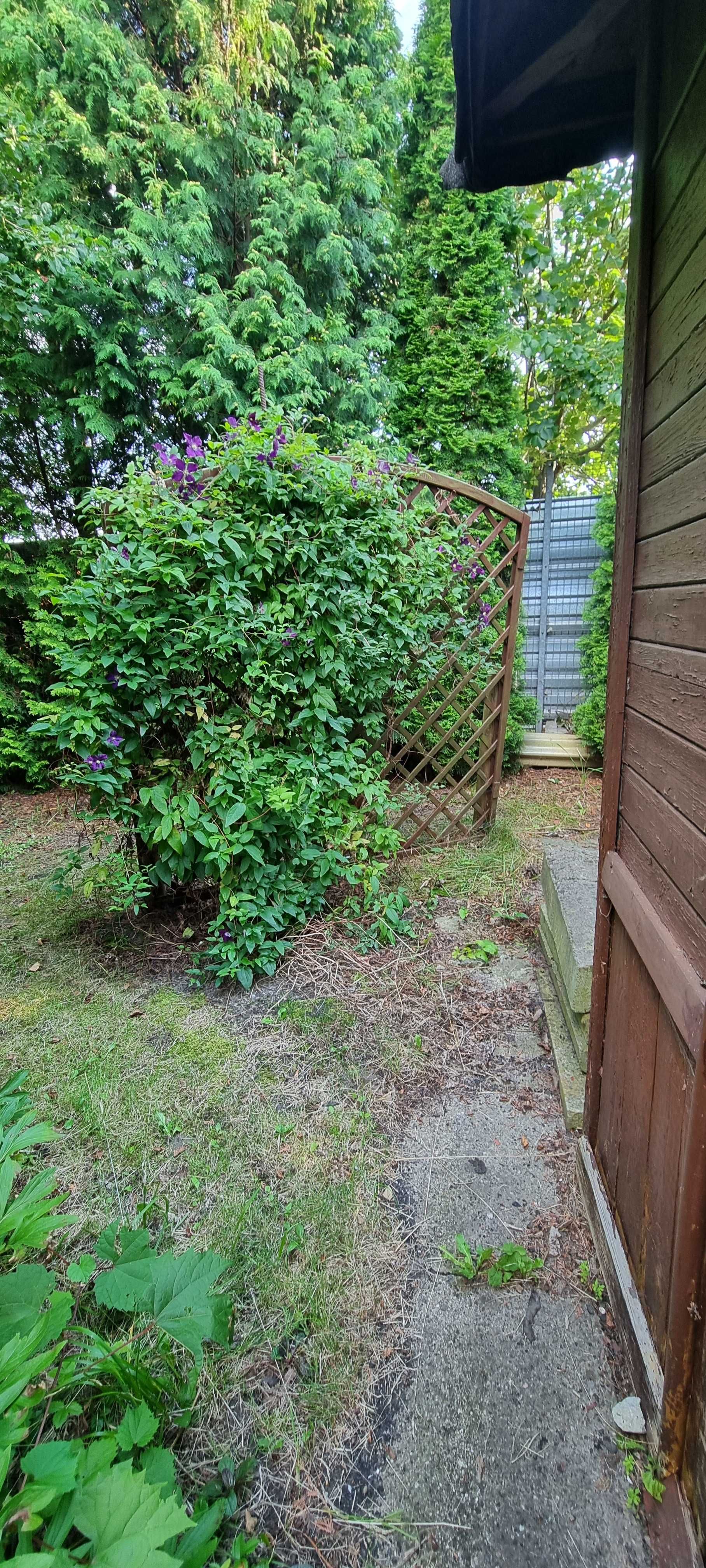 Sprzedam działkę 300m2 z altaną i licznymi nasadzeniami ROD Sasanka