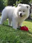 Samoyed Szczenię Kraina Płatków Śniegu FCI ZKwP