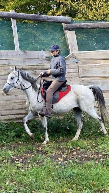 Galel Al Khalediah 8 letni wałach arabski