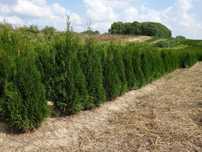 Tuja Szmaragd 120,140,150,160 cm!Tuje! Thuja Smaragd! Sadzenie! Dowóz!