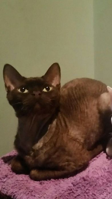 Devon Rex reproduktor