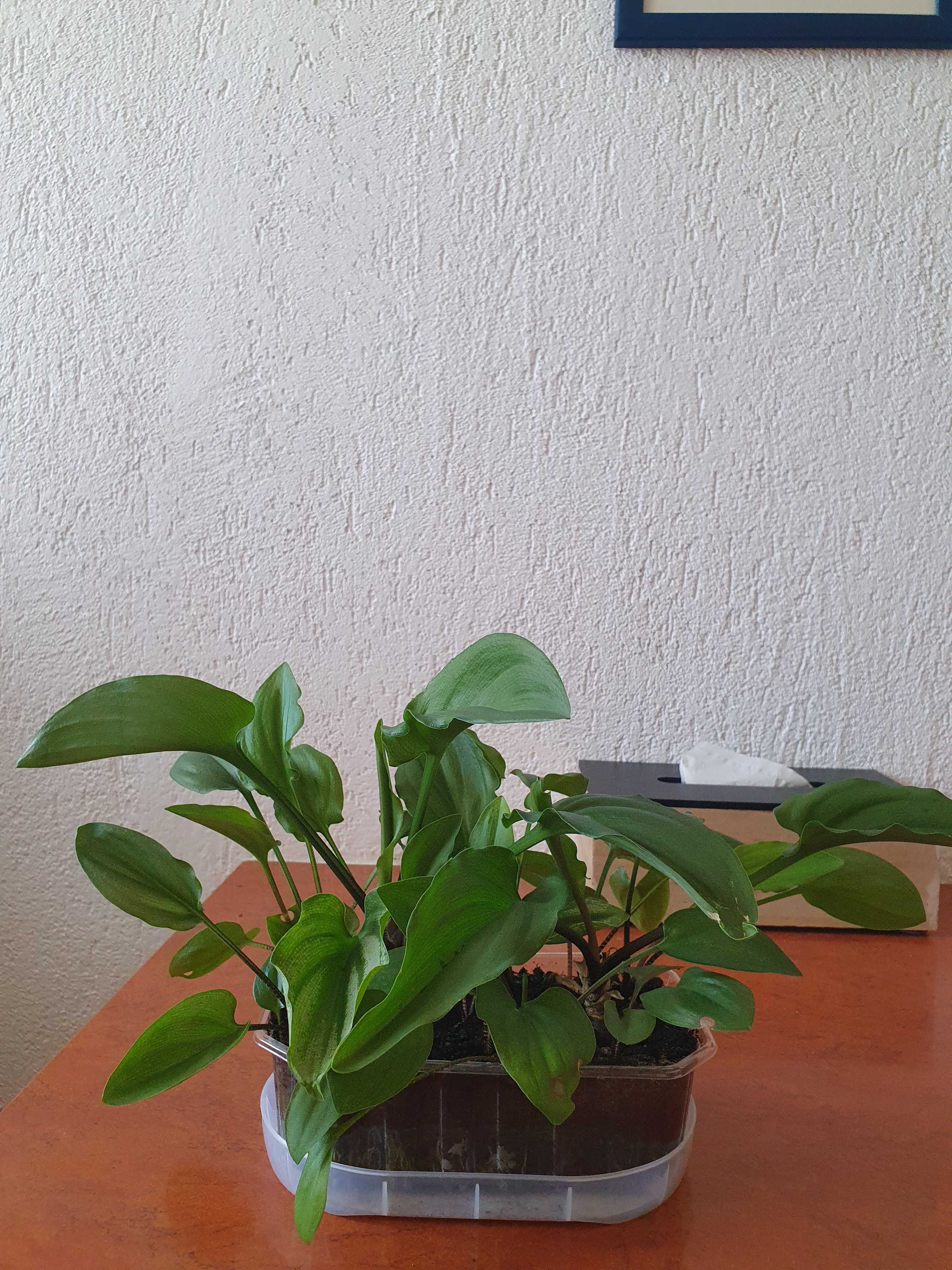 Roślina doniczkowa Drimiopsis maculata 3zł/szt