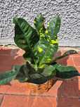 Kroton Codiaeum 35cm