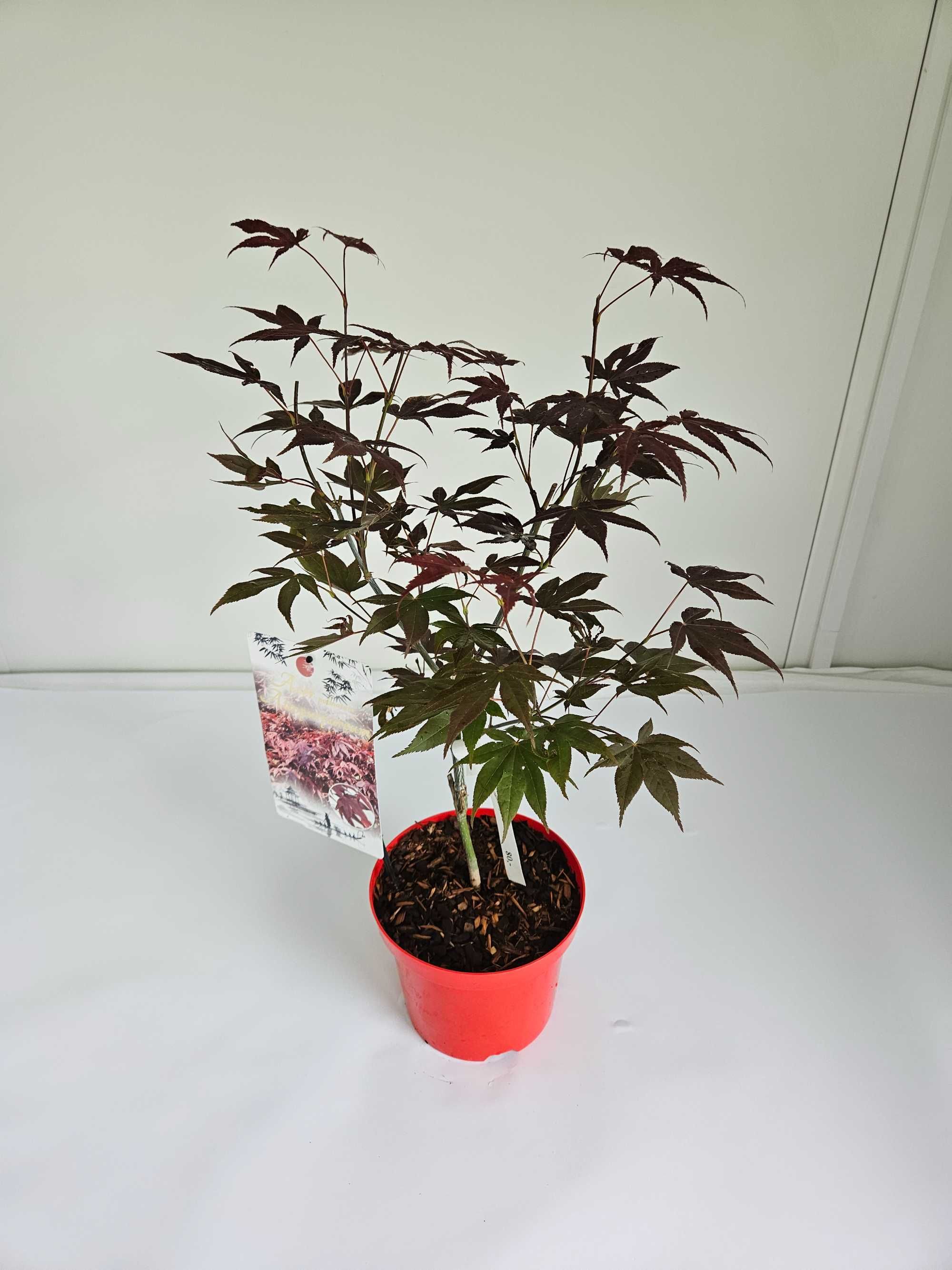 Klon palmowy 'Atropurpureum' (Acer palmatum 'Atropurpureum')