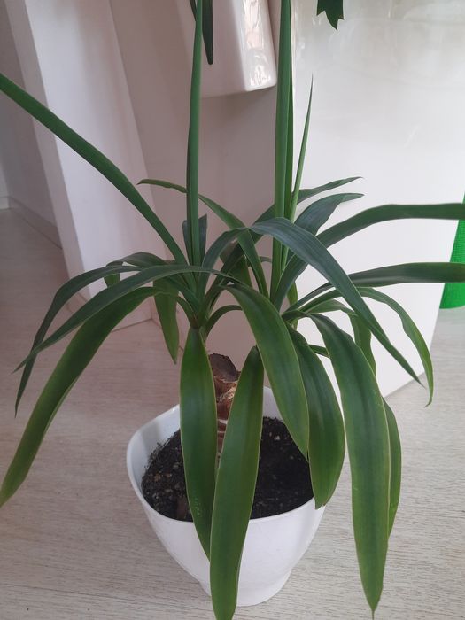 Продам комнатную юкку и другие растения