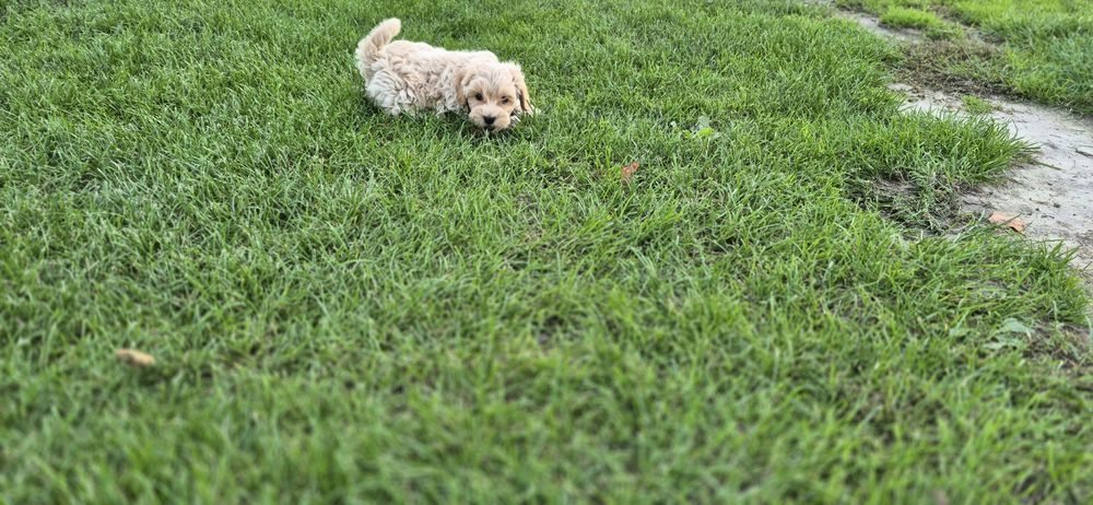 Maltipoo piesek cudny