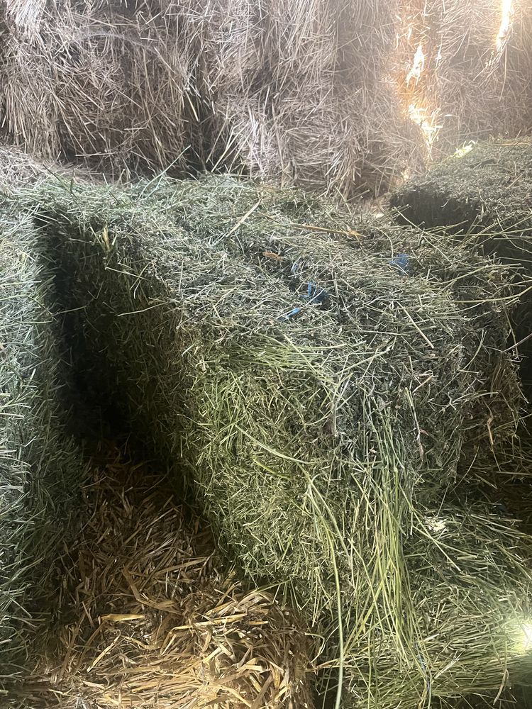 Продам сіно тюковане лучне, люцерна