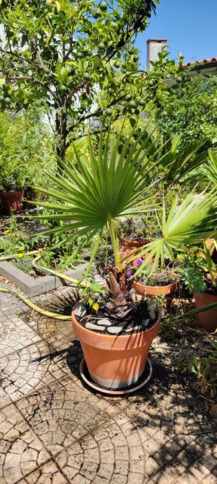 Palmeiras Washingtonia Robusta - vários tamanhos e unidades | Palms