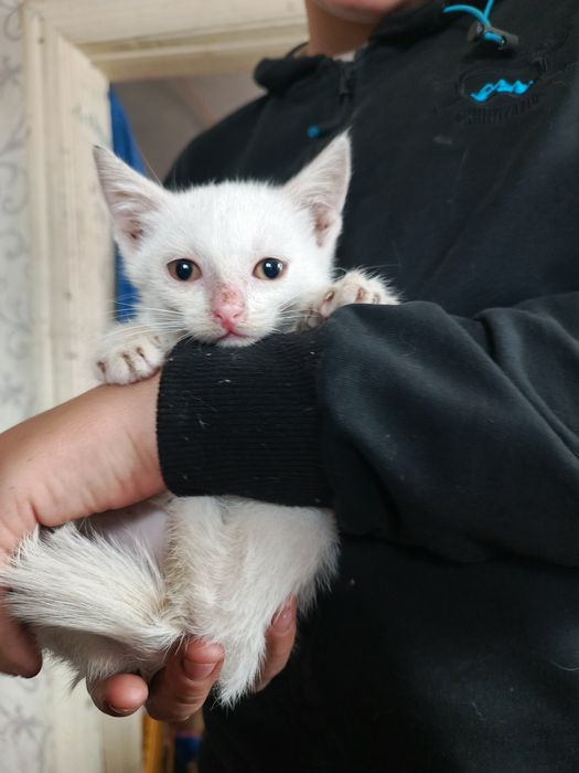 Віддам в добрі руки 4 гарних кошенят