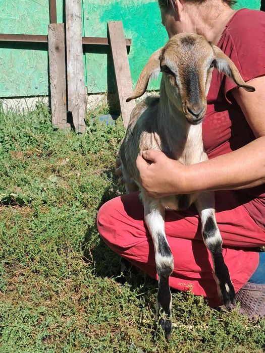 Козы козлята альпы и зааны