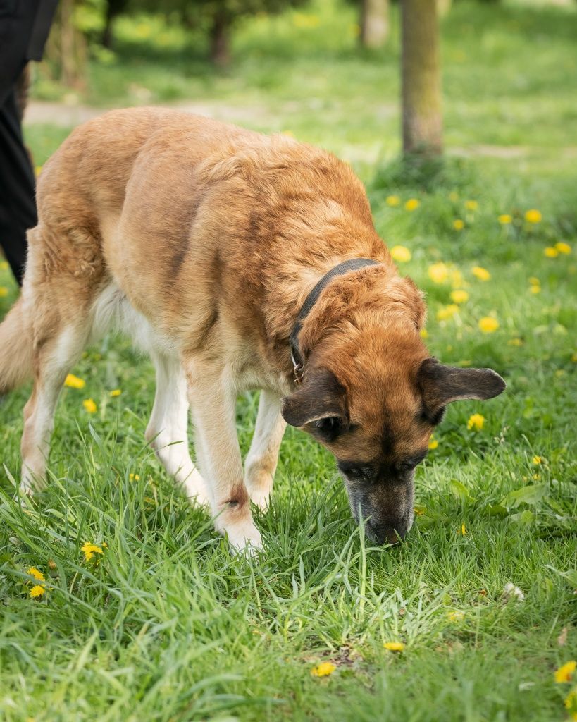 Suczka Kama do adopcji!