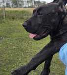 Sprzedam lub zamienię suczka Presa Canario