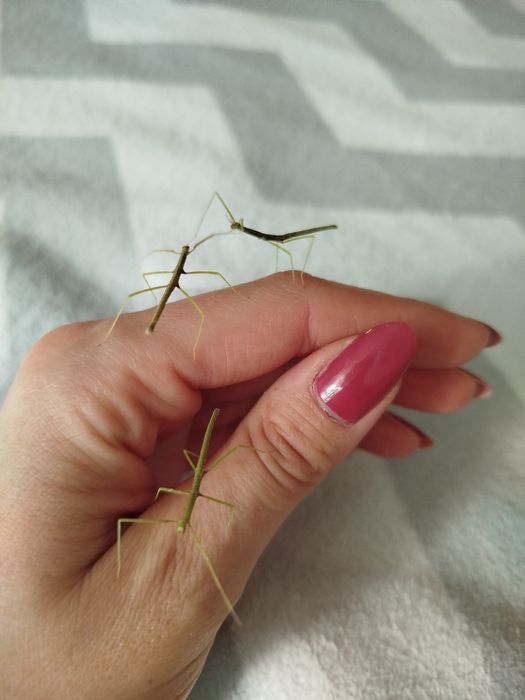 Ostatnie sztuki Oddam za darmo młode Patyczaki Rogate