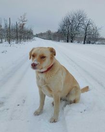 Zaginęła suczka kundelek w typie labradora