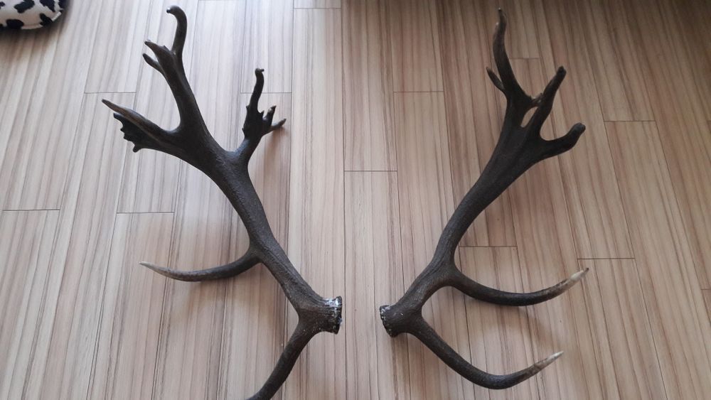 Роги продам не дорого 120см