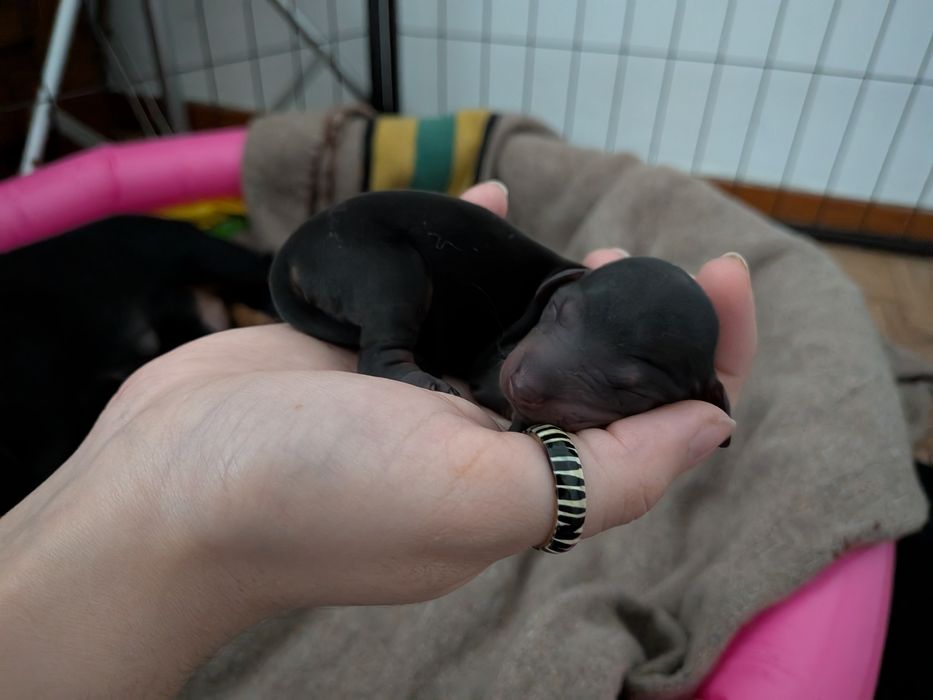 Teckel Standard com LOP [pedigree]