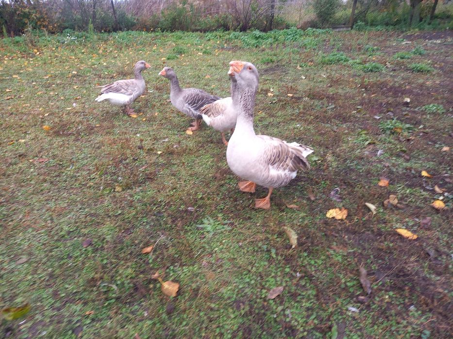 Продам гуси . Тульськи бійцевськи прямоносі.