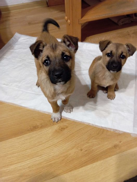 Szczeniaczki do oddania w dobre ręce