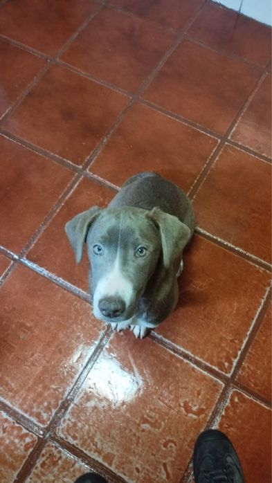 Dois pequeninos para adoção