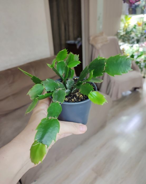 Набір різдвяників, шлюмбергера білий та червоний