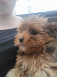 Yorkshire terrier piesek