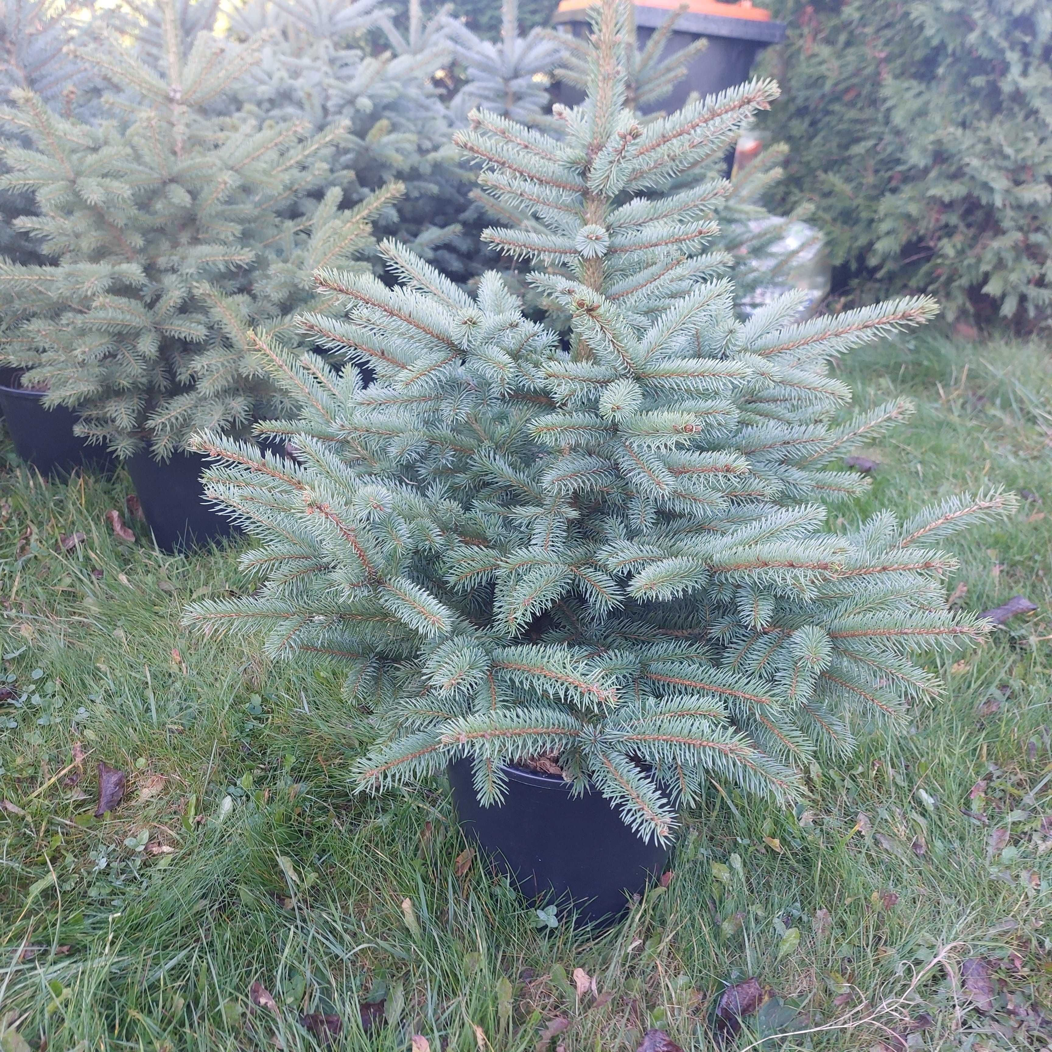 Świerk srebrny choinki .
