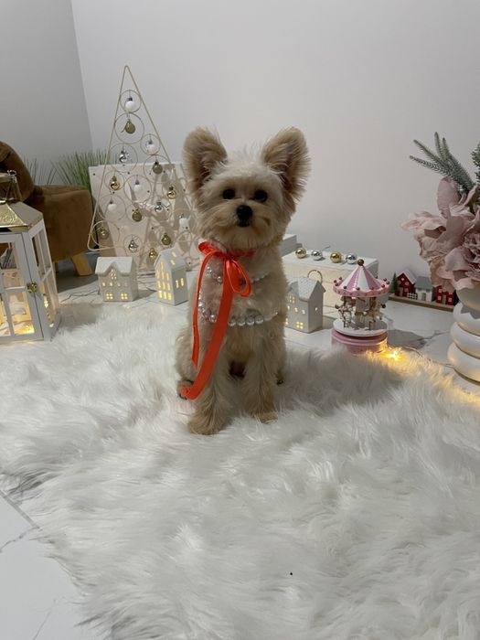 Наймиліші Помапу  експортний рівень якості!