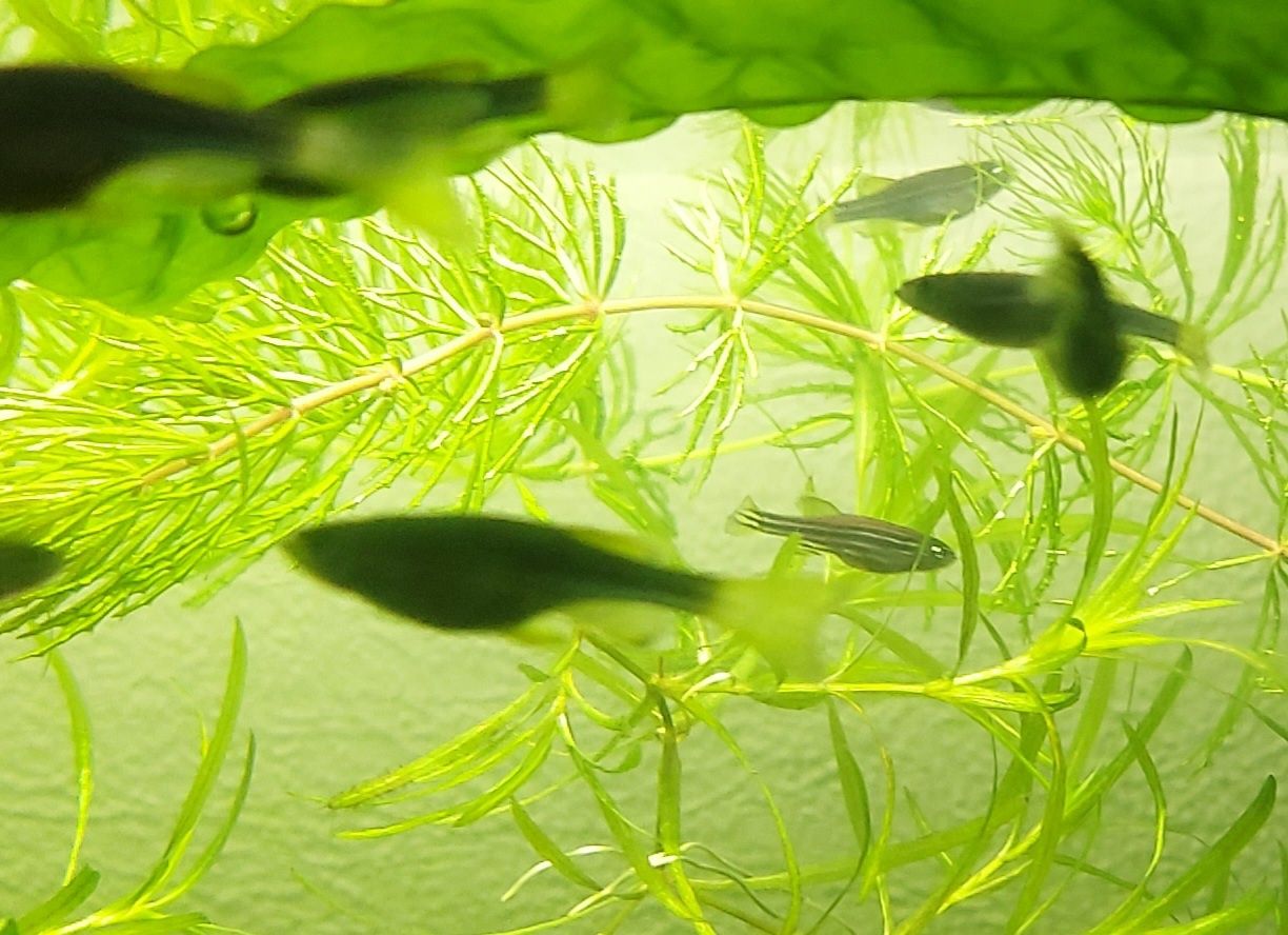 Даніо GloFish (глофіш) Данио Гло