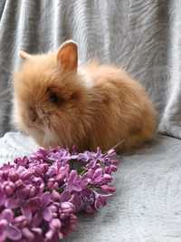 Karzełek tedi, królik miniaturka, króliki miniaturki
