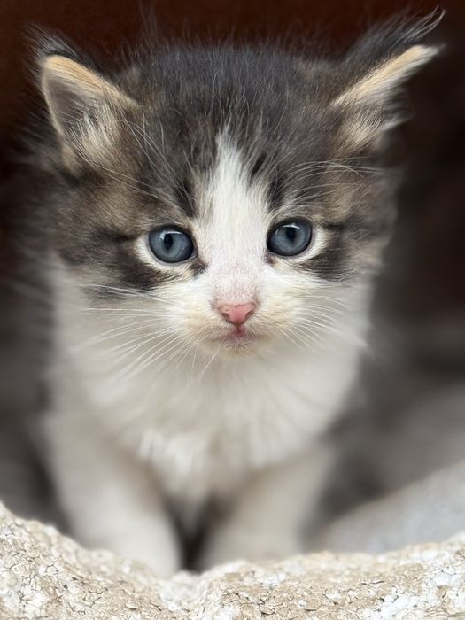 Безкоштовно котиків