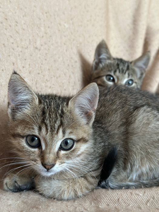 Віддамо в добрі руки кошенят